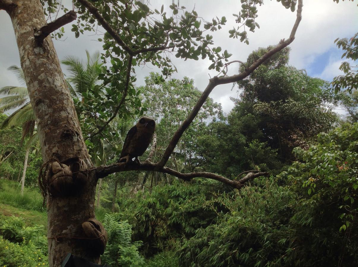 Explore Sinharaja Rain Forest Tour Camp Dombagoda Buitenkant foto