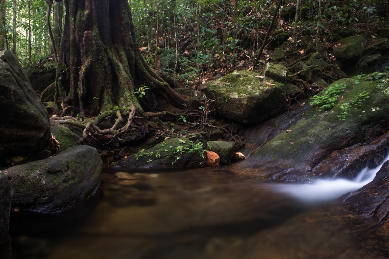 Explore Sinharaja Rain Forest Tour Camp Dombagoda Buitenkant foto
