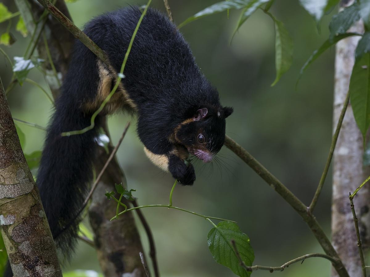 Explore Sinharaja Rain Forest Tour Camp Dombagoda Buitenkant foto