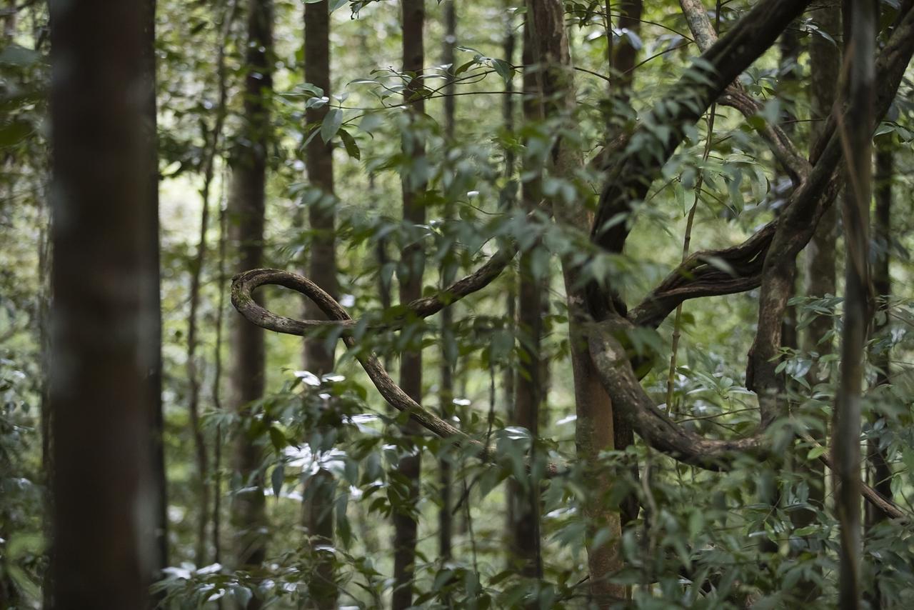 Explore Sinharaja Rain Forest Tour Camp Dombagoda Buitenkant foto