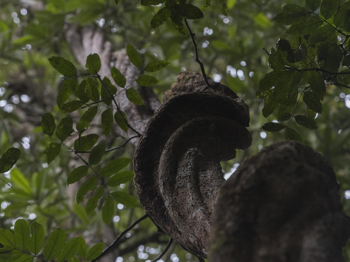 Explore Sinharaja Rain Forest Tour Camp Dombagoda Buitenkant foto